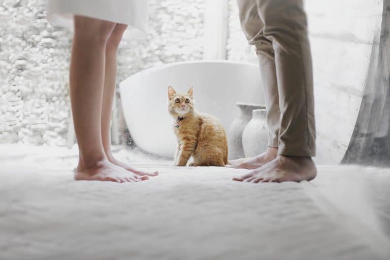Your spouse wants a divorce