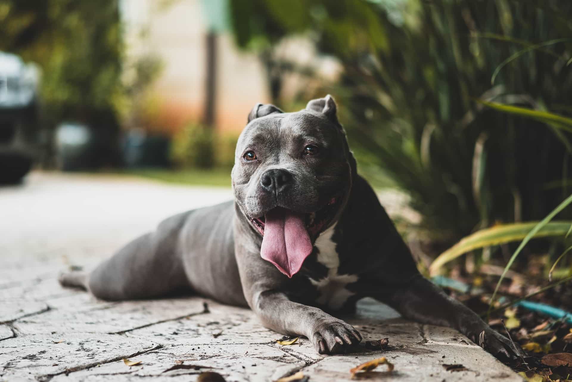 dog bite injuries