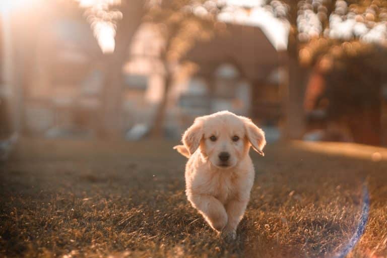 family dog after the divorce