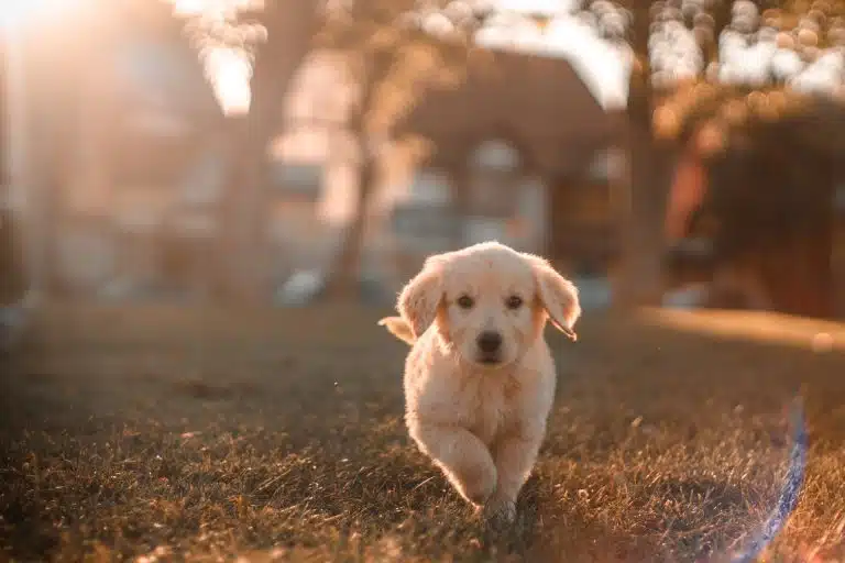 family dog after the divorce