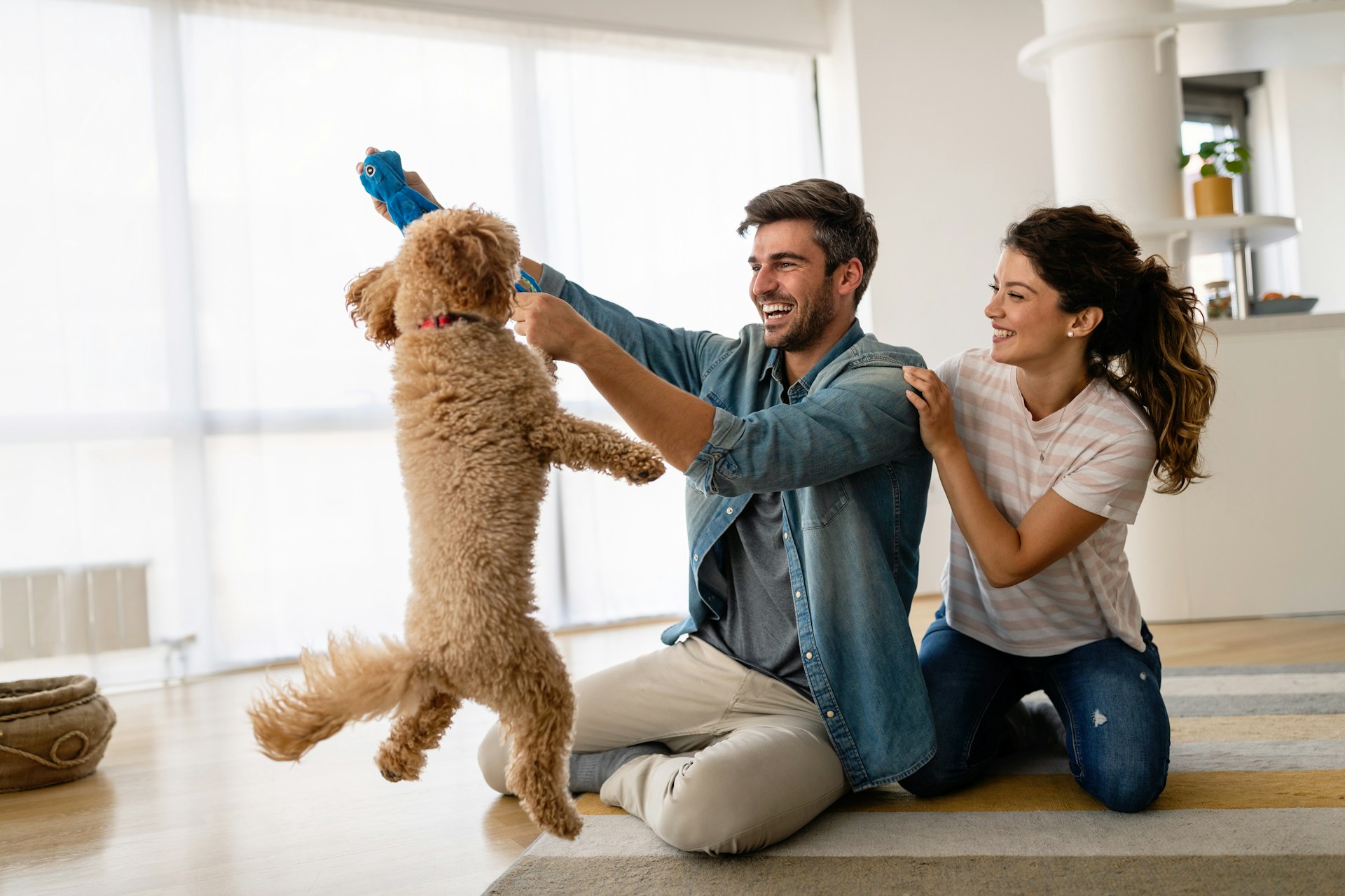 Estate Planning for Pets